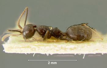 Media type: image; Entomology 21284   Aspect: habitus lateral view